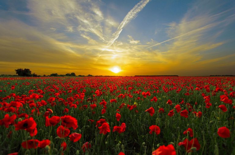 Tall Poppy Syndrome: Why Success Makes You a Target